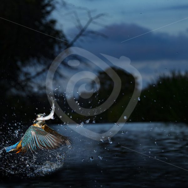 Kingfisher flying out of the water with fish - Nature Stock Photo Agency