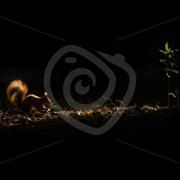 Red squirrel in the dark part of the forest - Nature Stock Photo Agency