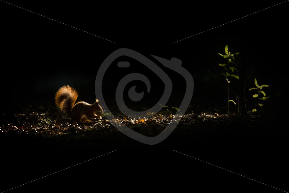 Red squirrel in the dark part of the forest - Nature Stock Photo Agency