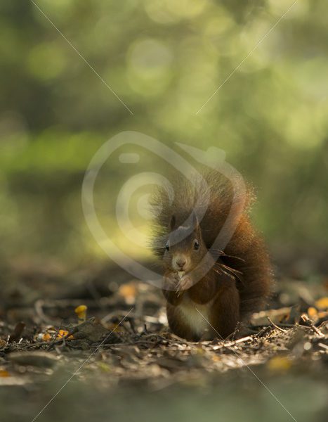 Red squirrel in the forest - Nature Stock Photo Agency