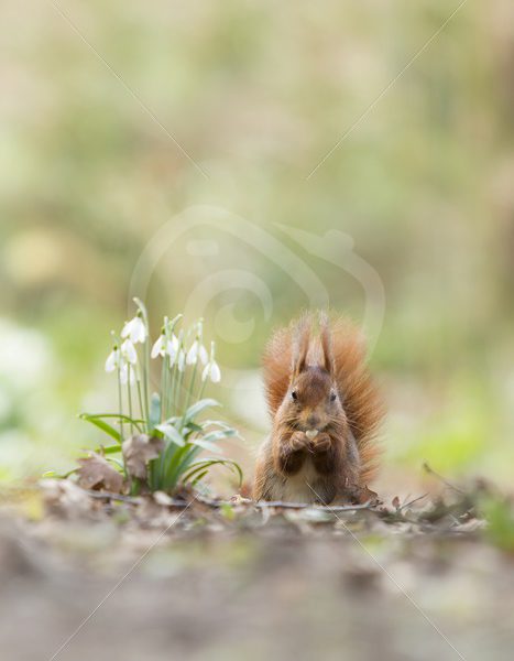 Red squirrel next to some snowdrop flowers - Nature Stock Photo Agency