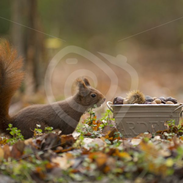Red squirrel searching food - Nature Stock Photo Agency