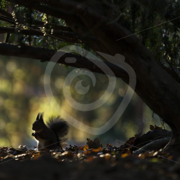 Red squirrel under a tree with shadow - Nature Stock Photo Agency