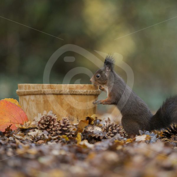 Red squirrel with bucket and pine cones - Nature Stock Photo Agency