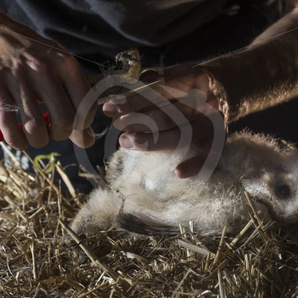 Ringing a barn owl chick - Nature Stock Photo Agency