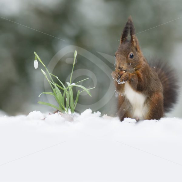 Squirrel in snow scene - Nature Stock Photo Agency