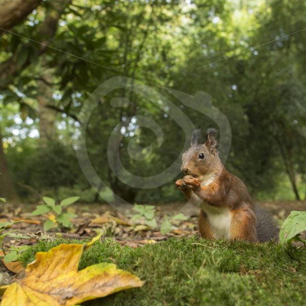 Wide angle of red squirrel - Nature Stock Photo Agency