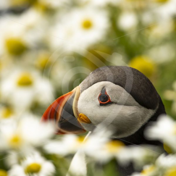 Puffin hiding between the flowers - Nature Stock Photo Agency
