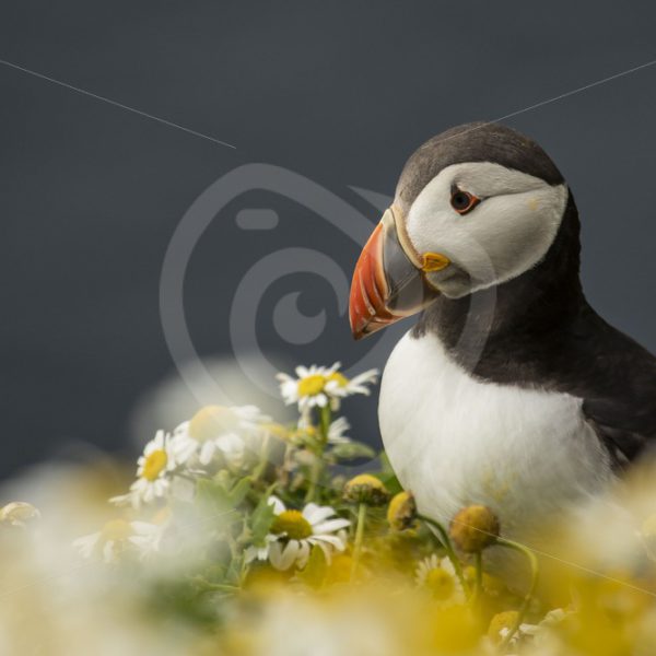 Puffin in between flowers - Nature Stock Photo Agency