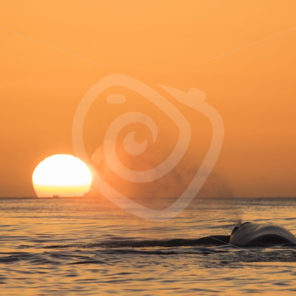 Spermwhale blowing in the midnight sun - Nature Stock Photo Agency