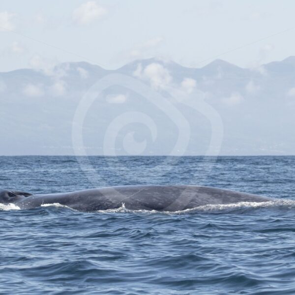 Blue whale on the surface with its breathing holes - Nature Stock Photo Agency