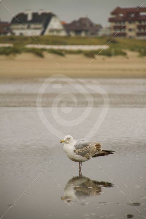 European herring gull on a Belgian beach - Nature Stock Photo Agency