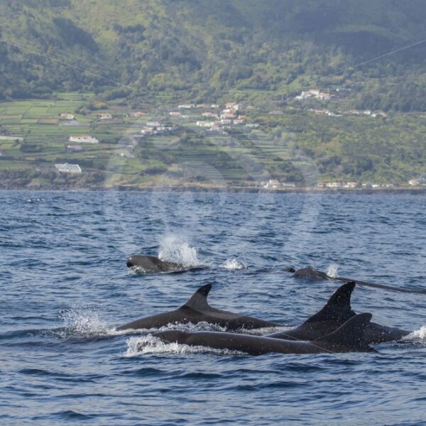 False killer whale group near Pico - Nature Stock Photo Agency