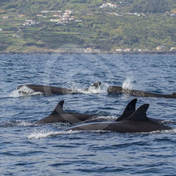 False killer whales near the shore - Nature Stock Photo Agency