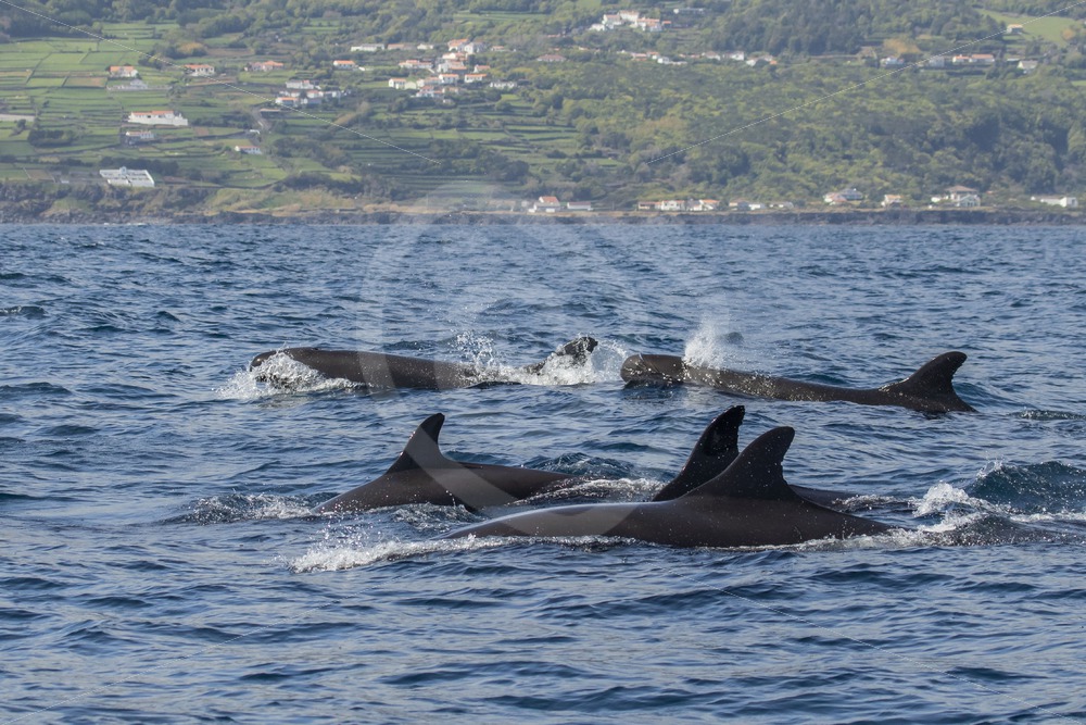 False killer whales near the shore - Nature Stock Photo Agency