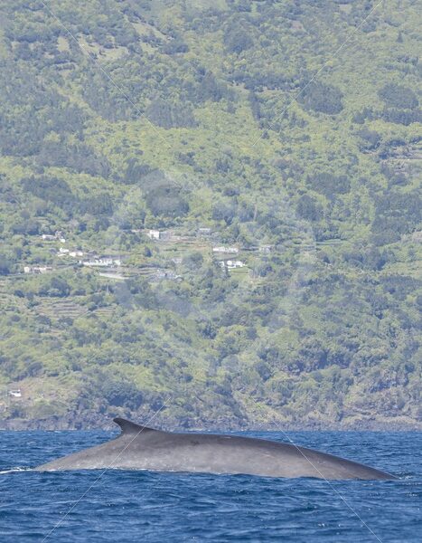 Fin whale in front of the coast - Nature Stock Photo Agency