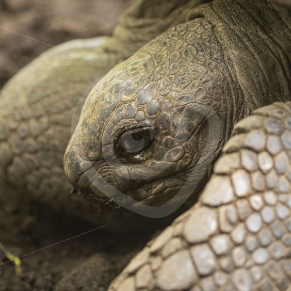 Aldabra tortoise close up - Nature Stock Photo Agency