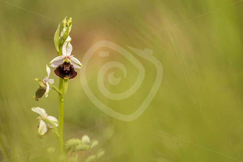 Bee orchid portrait - Nature Stock Photo Agency