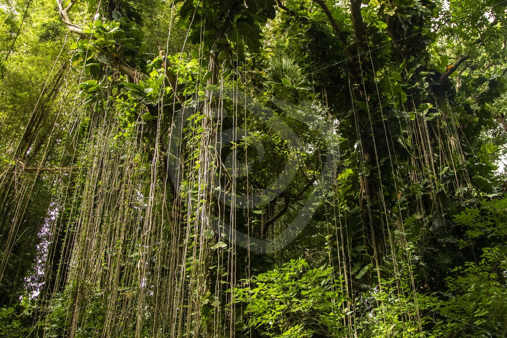 Black River Gorge in Mauritius - Nature Stock Photo Agency