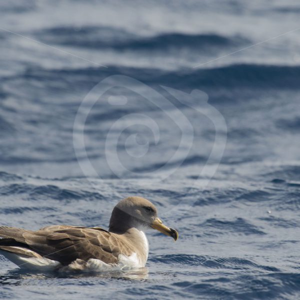 Cory shear-water resting on the ocean - Nature Stock Photo Agency