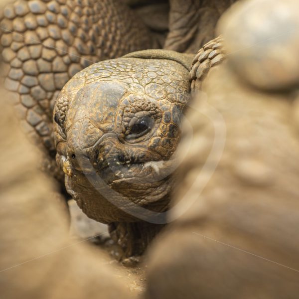 Giant Aldabra tortoise depth of field - Nature Stock Photo Agency