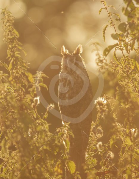 Long-eared owl in evening sunset - Nature Stock Photo Agency