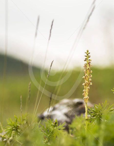 Man orchid scenery - Nature Stock Photo Agency