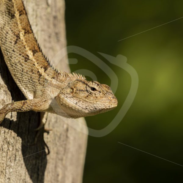 Oriental lizard sunbathing on a tree - Nature Stock Photo Agency