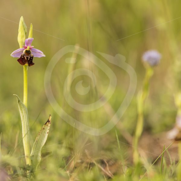 Pink bee orchid in the field - Nature Stock Photo Agency