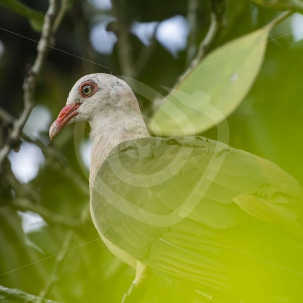Pink pigeon seen through the leaves - Nature Stock Photo Agency