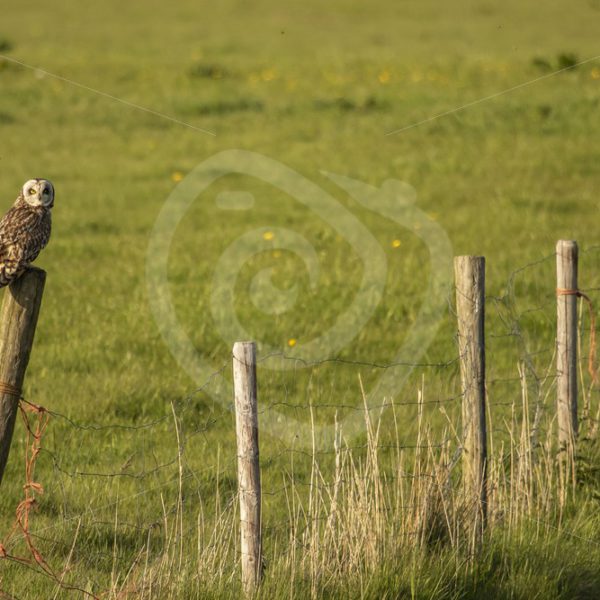Short eared owl in the meadows - Nature Stock Photo Agency