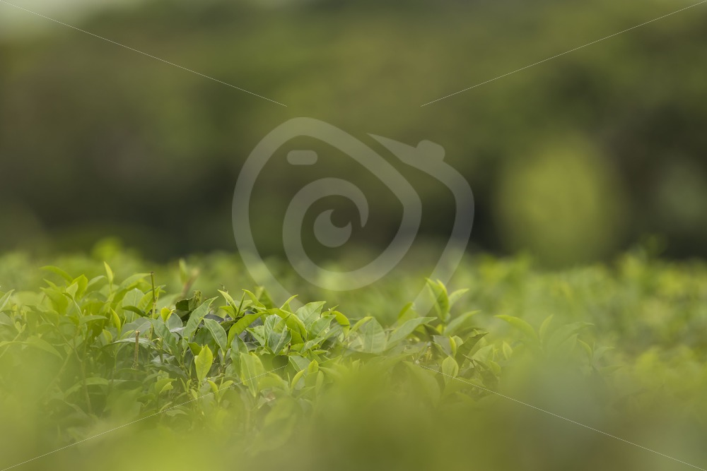 Tea plantation detailed view - Nature Stock Photo Agency