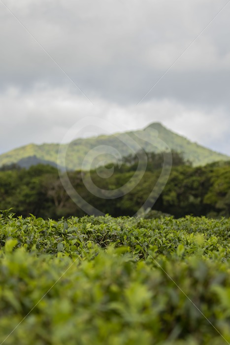 Tea plantation on Mauritius - Nature Stock Photo Agency