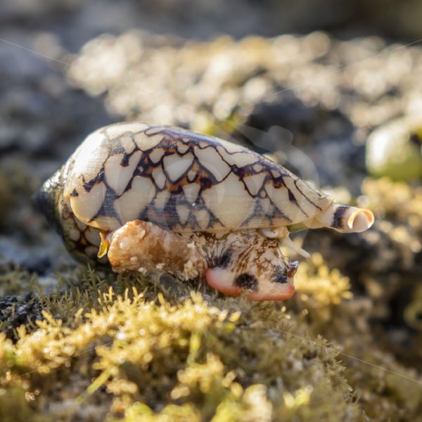 Textile cone on reef top - Nature Stock Photo Agency