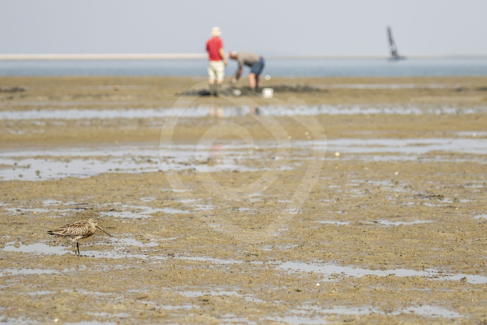 Black-tailed godwit looking with worm catchers - Nature Stock Photo Agency