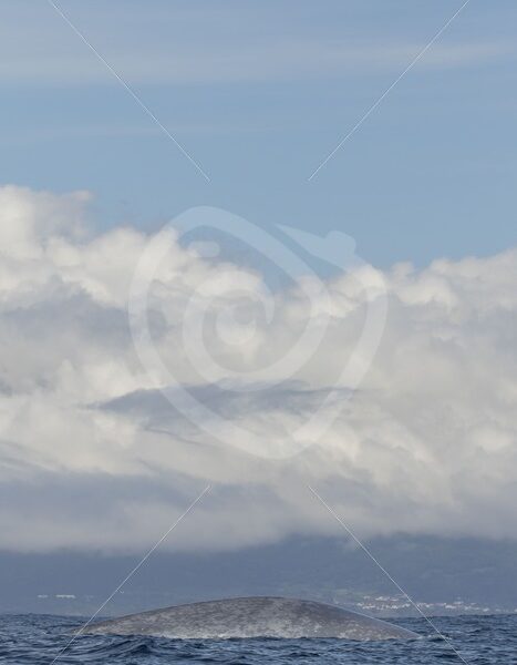 Blue whale diving near Pico shores - Nature Stock Photo Agency