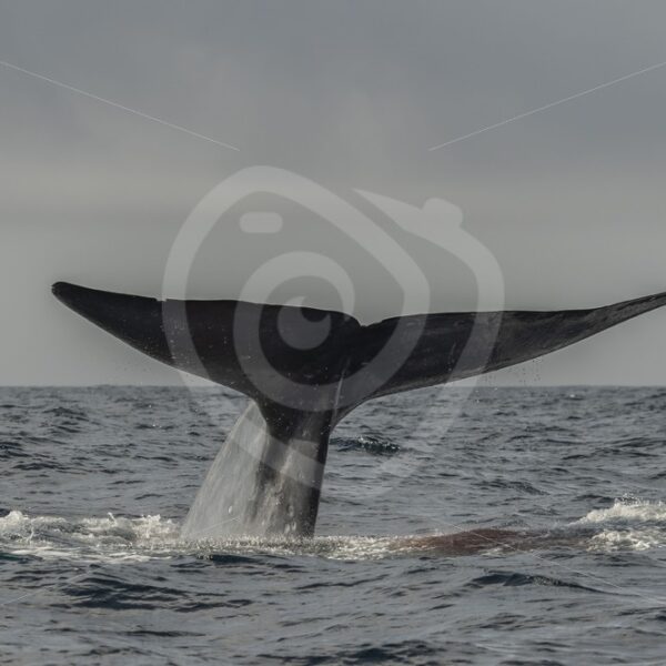 Blue whale fluke with a bunch of stool - Nature Stock Photo Agency