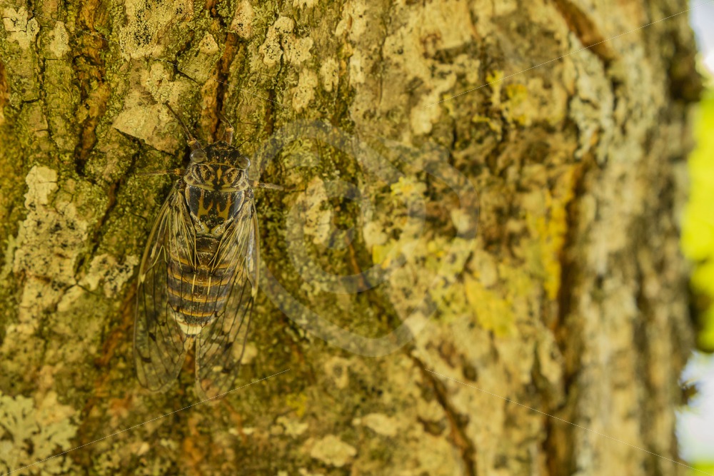 Camouflage cicada on a tree - Nature Stock Photo Agency
