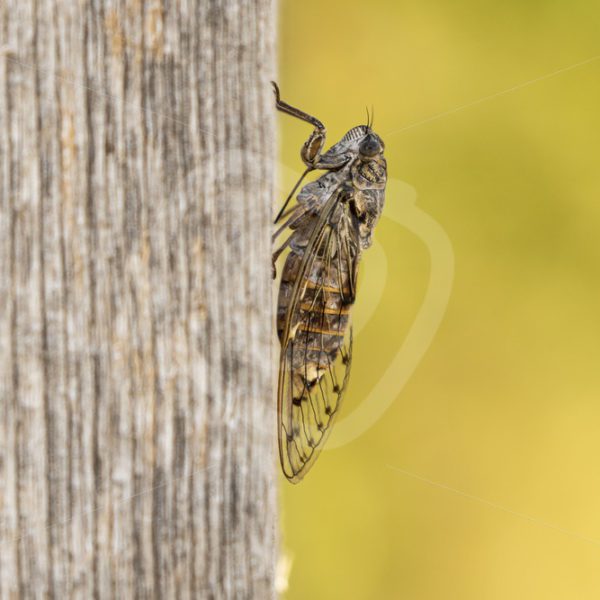 Cicada hanging on a wooden pole - Nature Stock Photo Agency