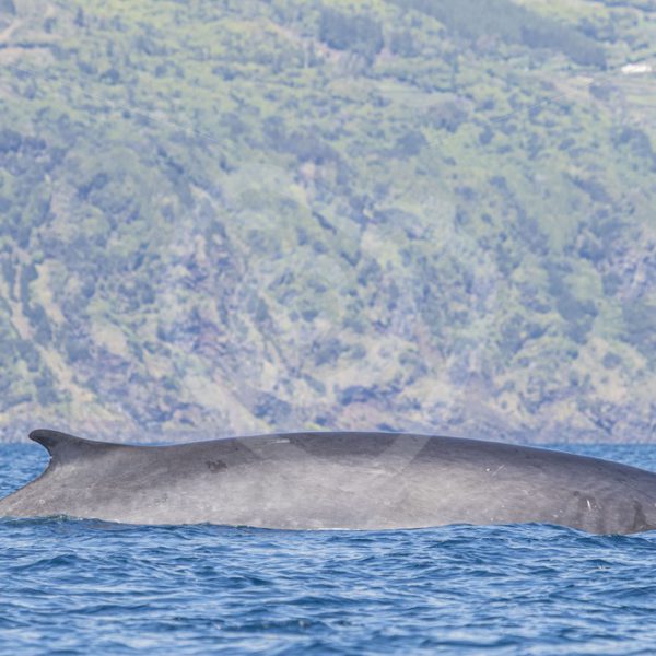 Fin whale in front of the Azorean coast - Nature Stock Photo Agency