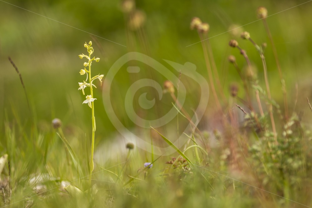 Greater butterfly-orchid in a meadow scene - Nature Stock Photo Agency