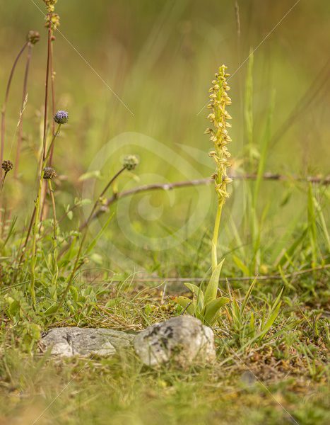 Man orchid between grasses - Nature Stock Photo Agency