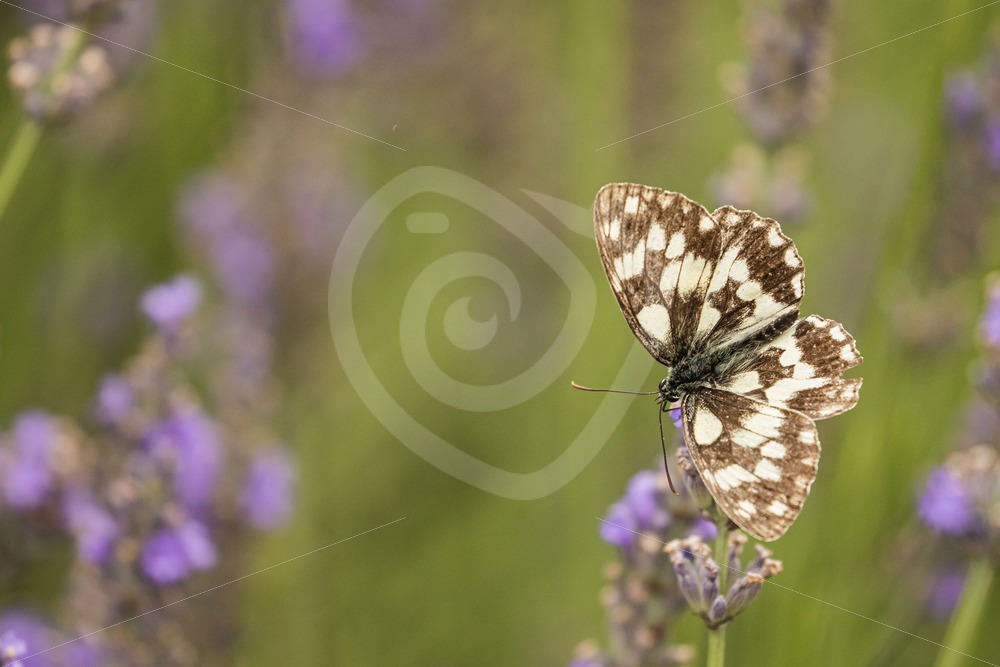 Marbled white butterfly on lavender - Nature Stock Photo Agency