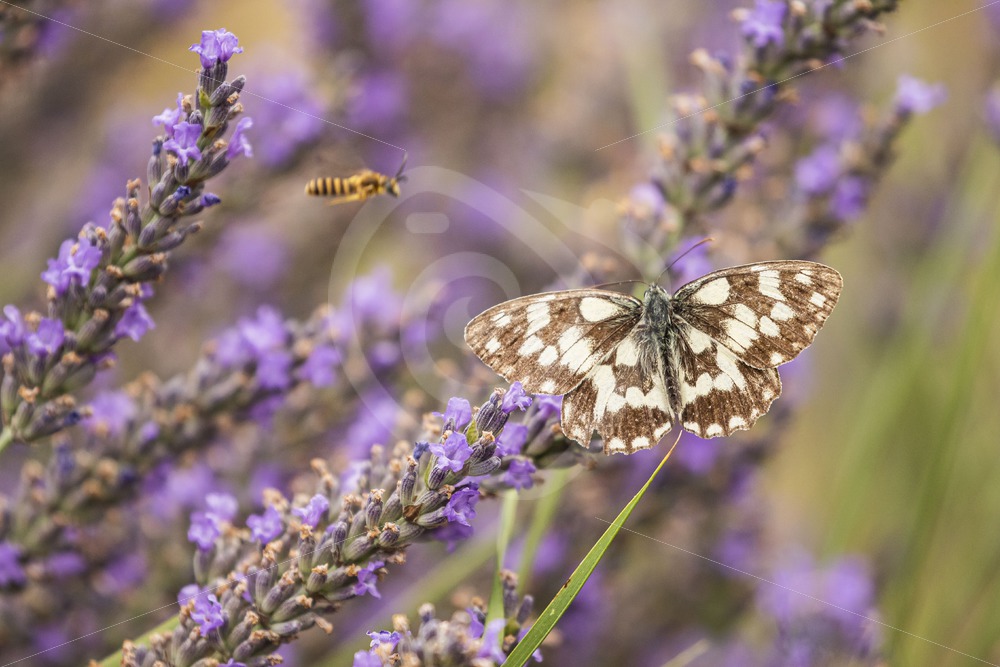 Marbled white on some lavender - Nature Stock Photo Agency