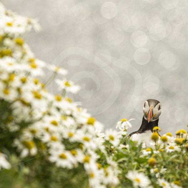 Puffin peeking from behind the flowers - Nature Stock Photo Agency