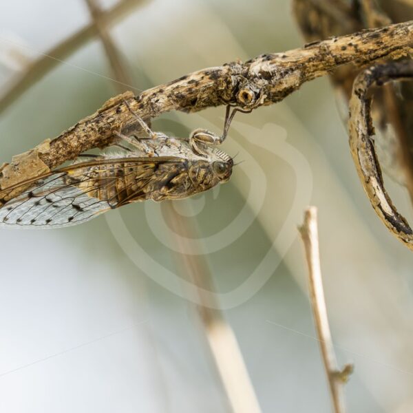 Cicada orni hanging upside down - Nature Stock Photo Agency