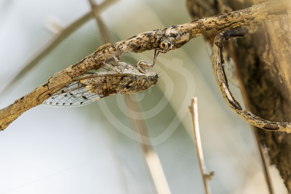 Cicada orni hanging upside down - Nature Stock Photo Agency