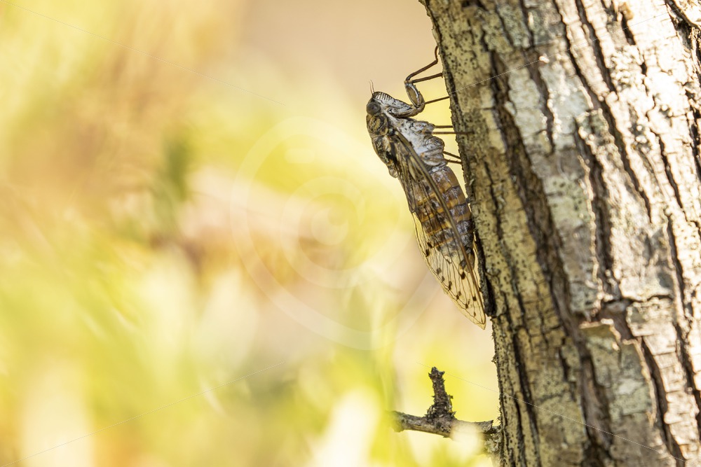 Cicada orni hanging vertical on a tree - Nature Stock Photo Agency