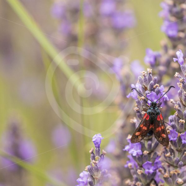 six-spot burnet on lavender - Nature Stock Photo Agency