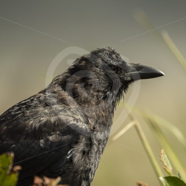 Bairds crow close up - Nature Stock Photo Agency